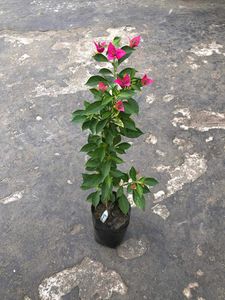 Bougainvila Plant Pack Of 2
