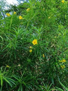 Yellow Oleander Sapling