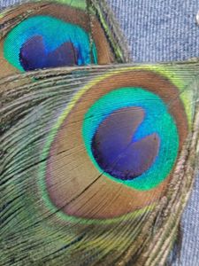 Peacock Feather Earrings