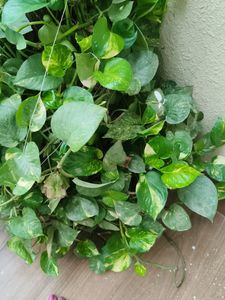 Two Varieties Of Money Plant (Cutting,Three Each)
