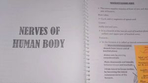 Anatomy Imp Notes