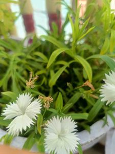 Pencil Flower (Multicolour)