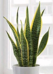 Live Plants