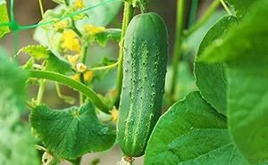 Hybrid Britney Cucumber