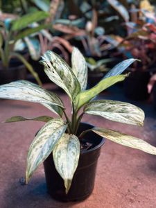 Indoor Plants 10