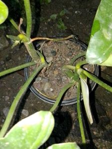 philodendron burle Marx