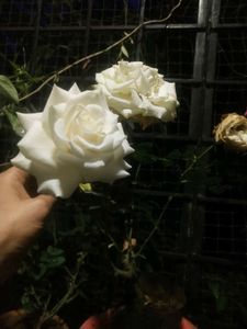 White Rose Flower Plant With Root