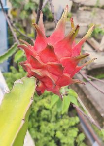 Red Dragon Fruit Cutting