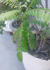 Curry Leaf Plant