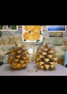 Natural Pinecone Pair