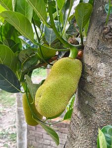 Organic Jackfruit
