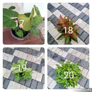 You Can Select 10 Live Root Plants