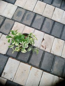 10 Live Root Plants