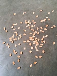 Pistachios Shells 110 Pieces