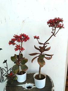 2 Kalaonchoe Plant With Pot