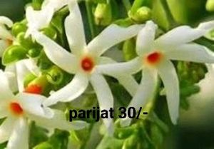 Parijat Rooted Cutting Plant