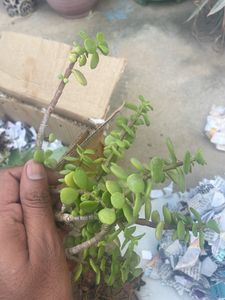 2 Jade Plant 2 Spider Plant Money Plant Snake Plant Combo