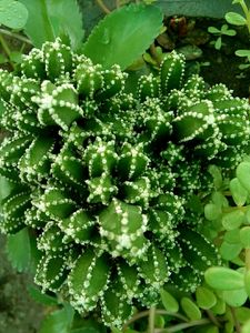 Triangular Cactus