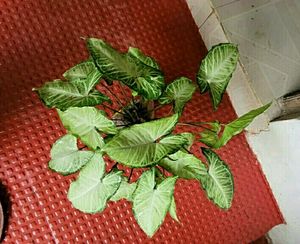 Set 2 Arrowhead &amp; Colues Plant&#39;s