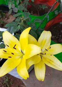 Aciatic lily 5 Plants