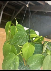 live plants for sale
