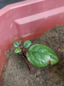 Malabar Spinach (Basella alba),