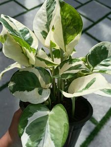 Moneyplant