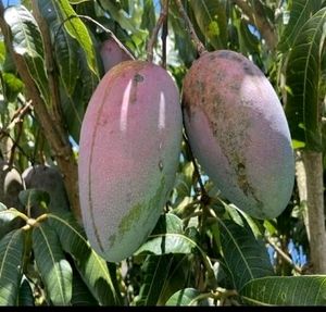 Pack 2 Big Mango 🥭 &amp; NeverNever Plants