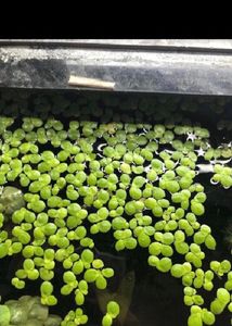 Duck Weed Aquarium Live Floating Plant
