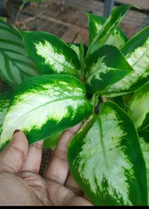 Set Of Plants