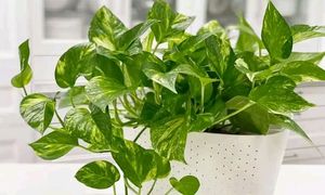 Big Money Plant
