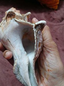 Beautiful Conch Shell
