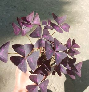 Purple Oxalis Triangularis