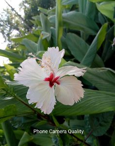 Realme Phone - Great Condition