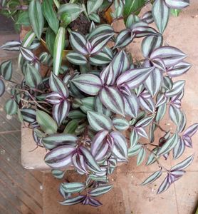 5 Combo Plants