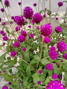 Gomphrena plant seeds