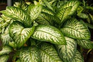 Dieffenbachia seguine (Indoor/Outdoor Plant)