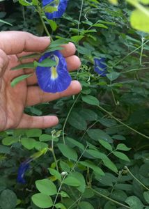 Aprajita Seeds