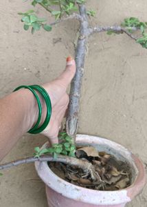 Jate Plants
