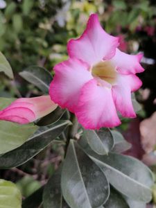 Pink Double Shaded Adenium (desert rose)