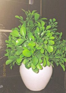 Artificial Plant