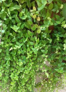 3 Plant Cutting Combo