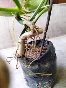 Plants Combo