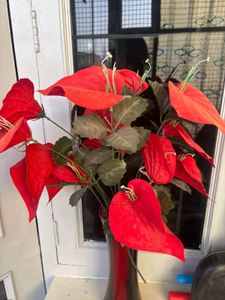 Red Anthurium Arrangement