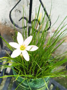 White Kesar Beautiful Plant