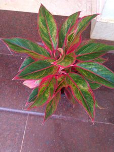 10 Live Root Plants