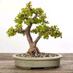 Jade Plant