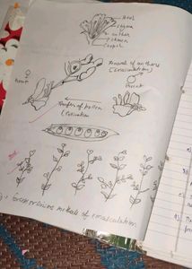 Class 12th Biology Practical File Complete