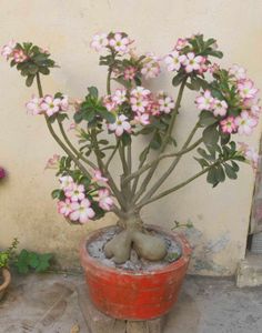 one Adenium plant without pot