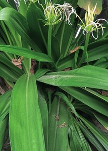 Crinum Lily Plant😍